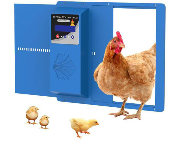 Picture of Automatic Chicken Poultry Aluminum Display%EF%BC%88Blue