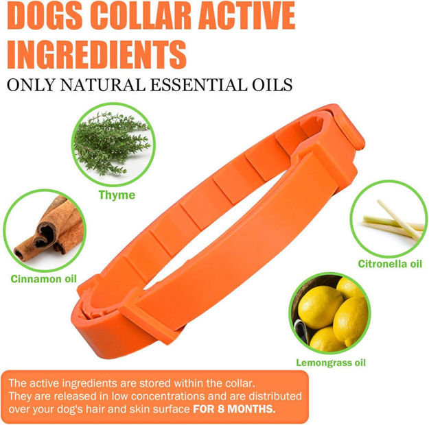 Picture of Collars Adjustable Small Dogs Female